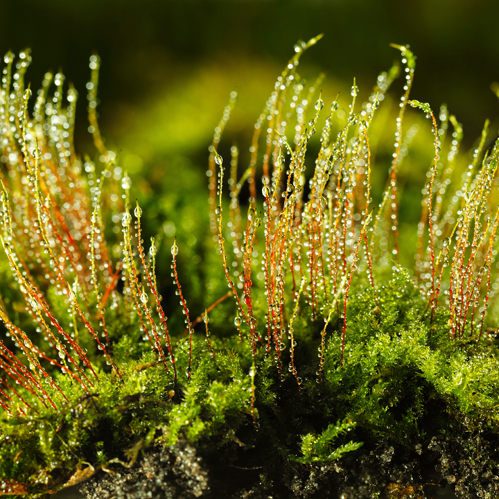 bryophytes