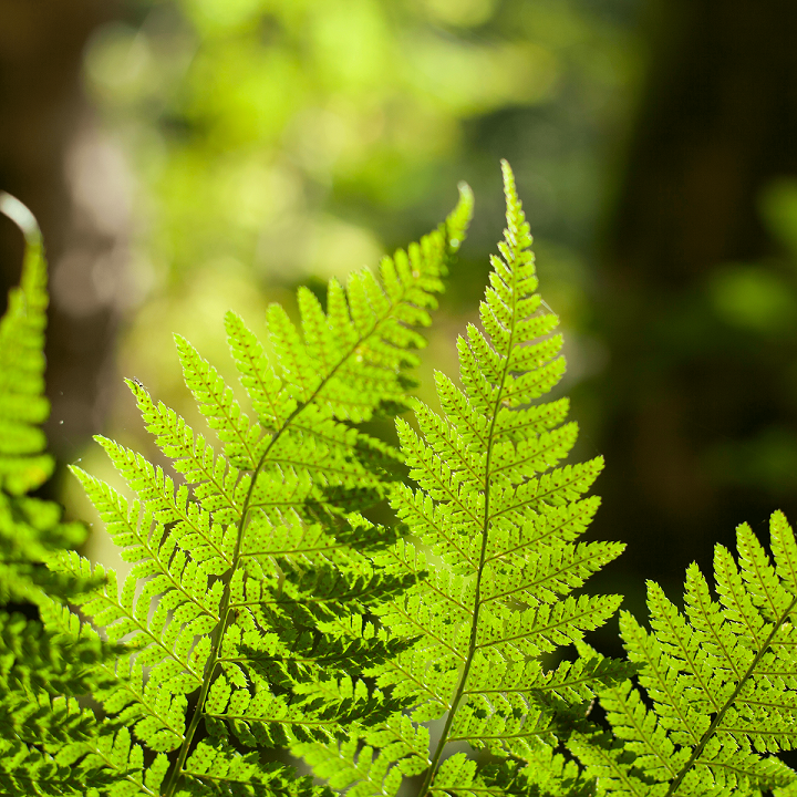 ferns & lycophytes