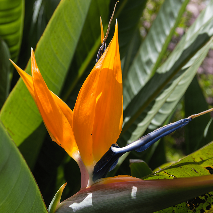 flowering_plant