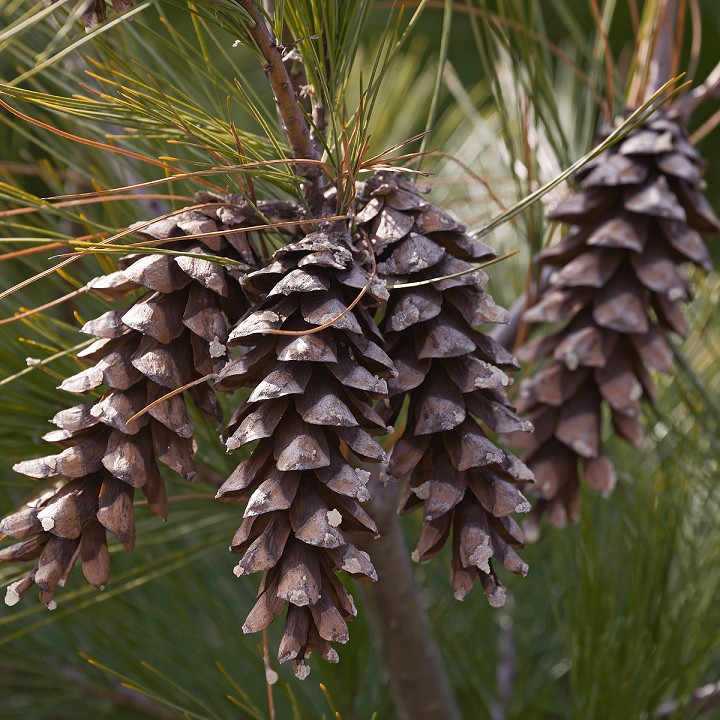 gymnosperms